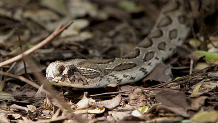 Russell's viper (Daboia russelii)