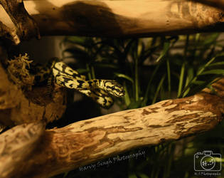 Jungle Carpet Python