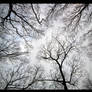 Tree Veins