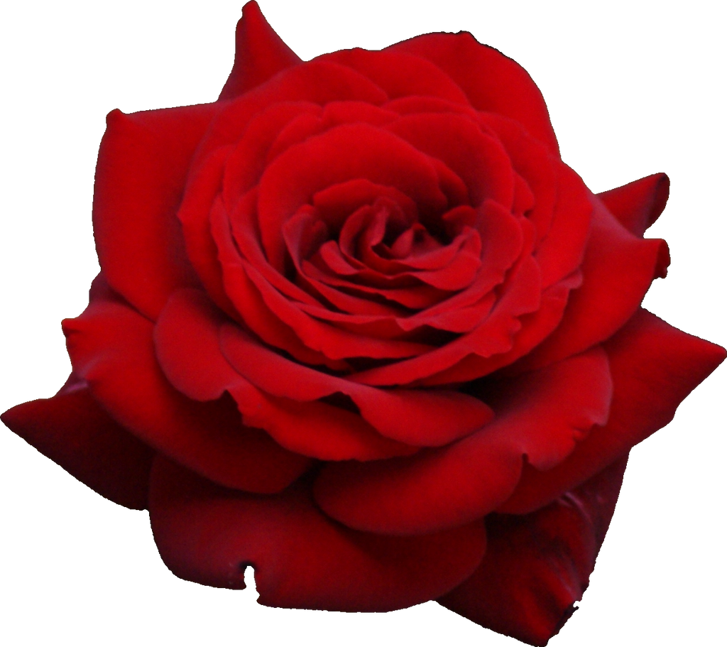 A beautiful rose PNG by vansiibgjackson on DeviantArt