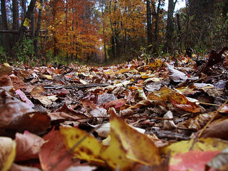 Autumn In Full