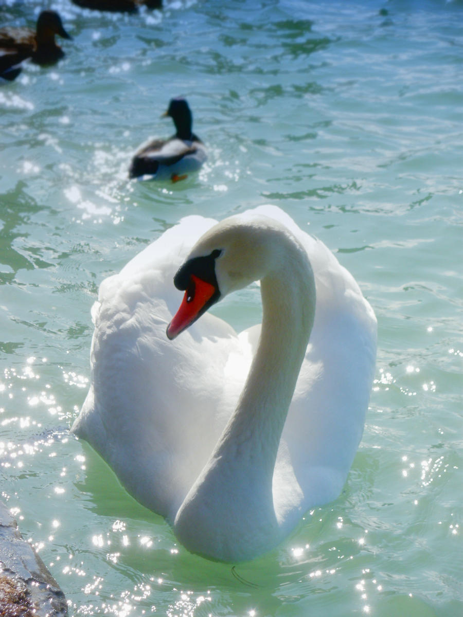 Swan