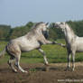 Lipizzaner Stallion - Stock 1