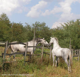 Lipizzaner Stallion - Stock 10