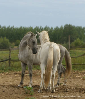 Lipizzaner Stallion - Stock 11