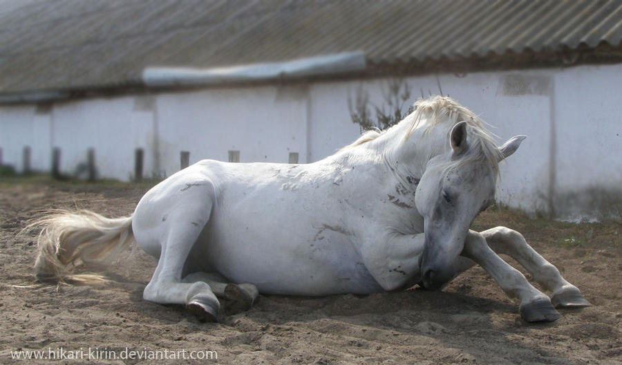 Lipizzaner Stallion - Stock 15