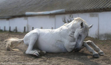 Lipizzaner Stallion - Stock 15