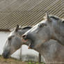 Lipizzaner Stallion - Stock 16