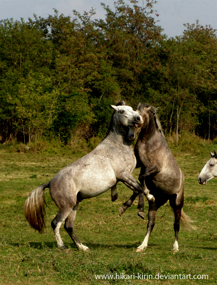 Lipizzaner Stallion - Stock 19