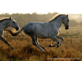 Lipizzaner Stallion - Stock 21