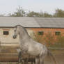 Lipizzaner Stallion - Stock 26