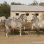 Lipizzaner Stallion - Stock 25