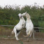 Lipizzaner Stallion - Stock 32