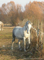 Lipizzaner Stallion - Stock 57