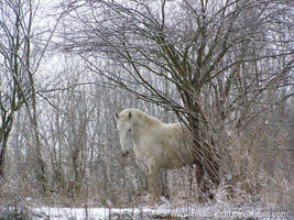 Winter magic