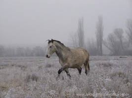 winter land