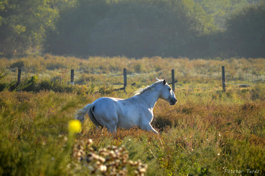 Wild area