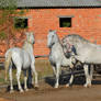 Lipizzaner Stallion - Stock 73