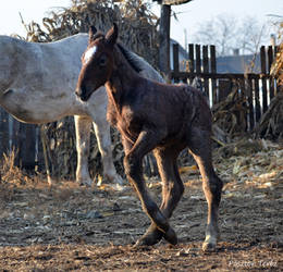 Foal- Stock 01