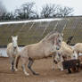 Lipizzaner Stallion - Stock 74