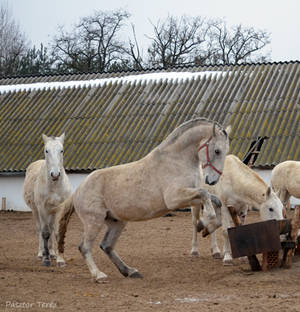 Lipizzaner Stallion - Stock 74