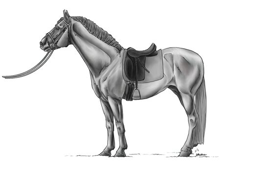 Dressage Horse By Stillre Greyscale