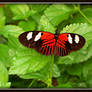 Red and Black Butterfly