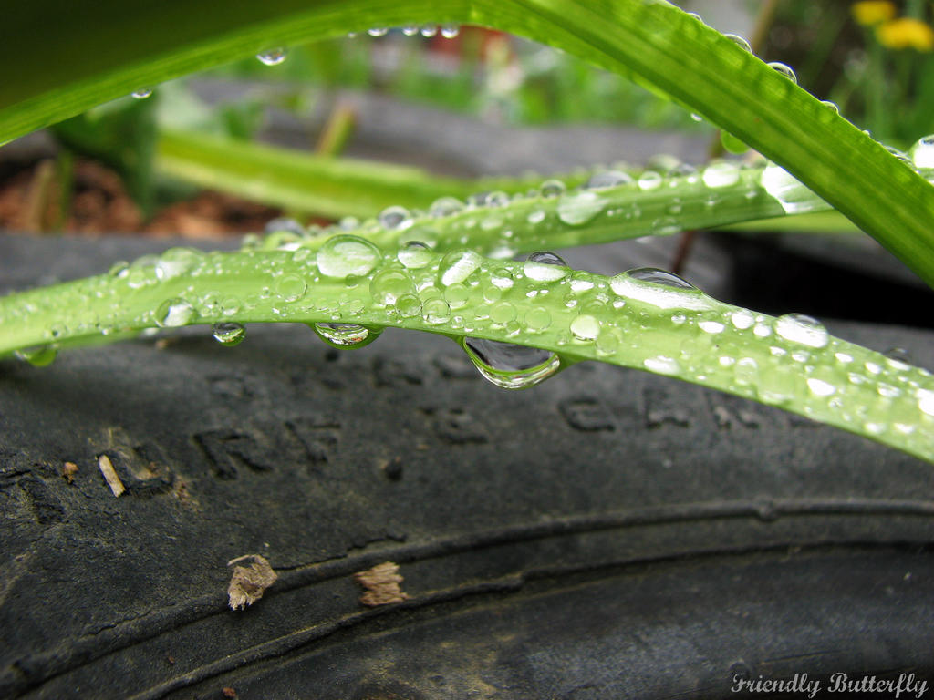 Water Droplets