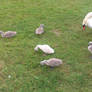 Swan cubs 5