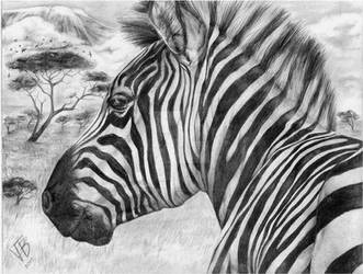 Zebra