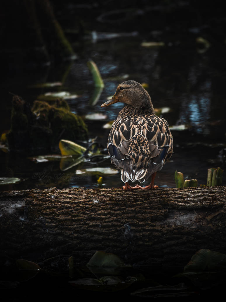 Contemplating Leap by MissMossyKnoll on DeviantArt