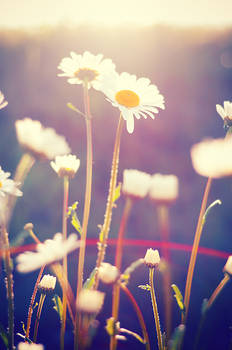 Ox-eye daisy