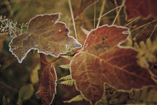 Frosty Leaf