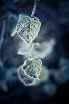 Frosty Leaf II