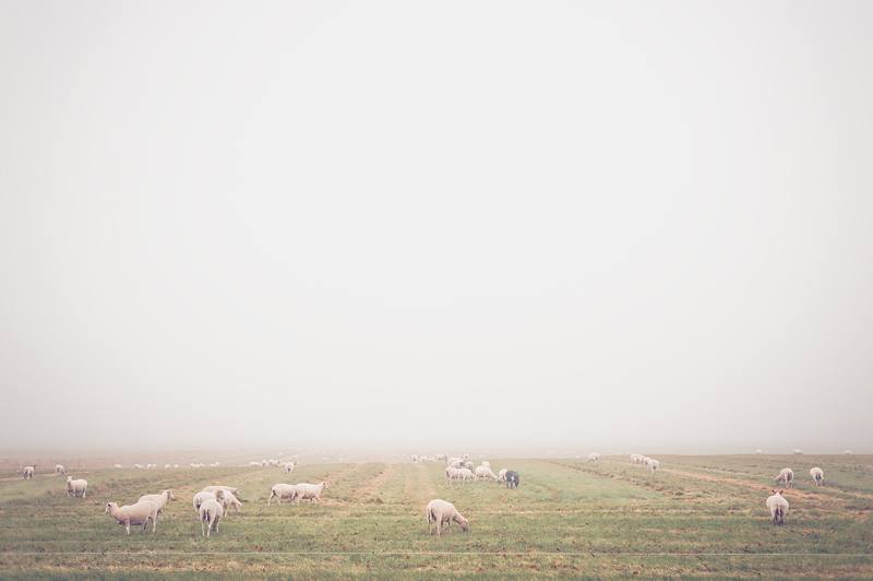 Field of Fog