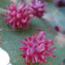 urchin gall wasp