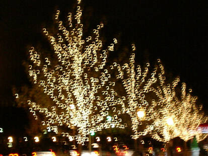 boston tree lights