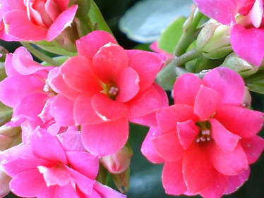 pink flowers