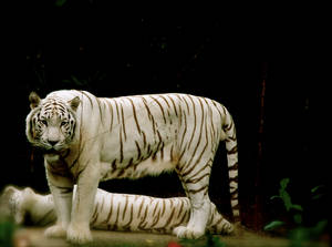 White tiger