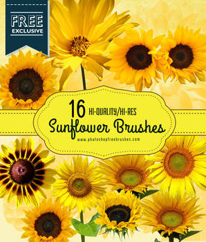 16 Realistic Sunflower Photoshop Brushes