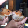 Two hamsters in Love