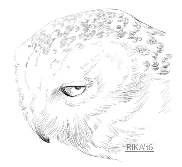 Sketchtember #14 - Snow Owl