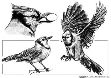 Birds Sketch