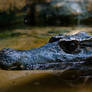 Caiman