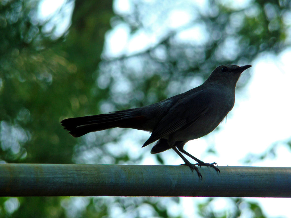 Bird Shadowa Shadow Bird by Astridyl on DeviantArt
