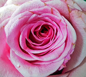 Pink Rose