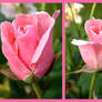 Roses Are Pink