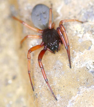 Broad-Faced Sac Spider - Trachelas tranquillus