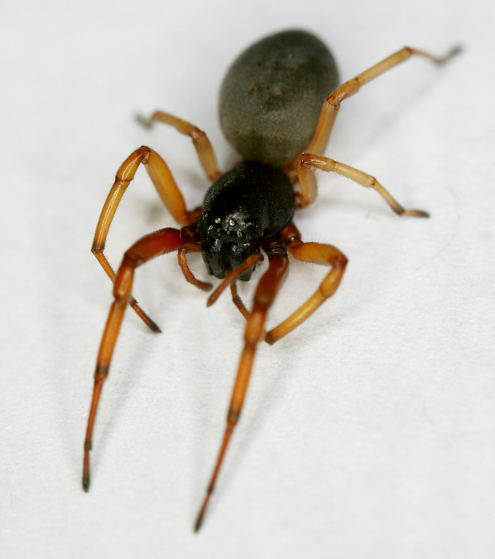 Broad-Faced Sac Spider - Trachelas tranquillus