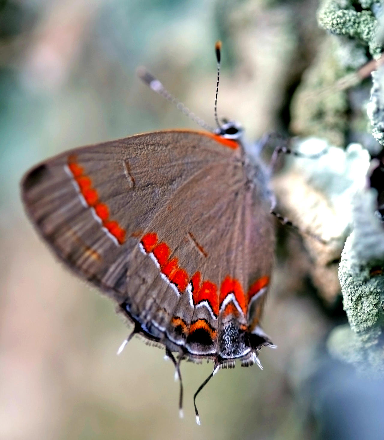 Red-banded Hairstreak- Calycopis cecrops